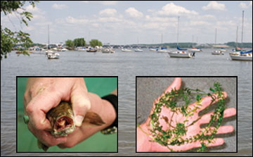 Potomac River with snakehead & hydrilla
