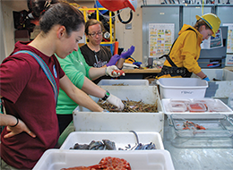 Sorting specimens by species for further study. Credit: NOAA-OER/BOEM/USGS