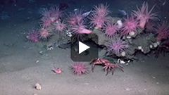 Atlantic Canyons: Pathways to the Abyss video