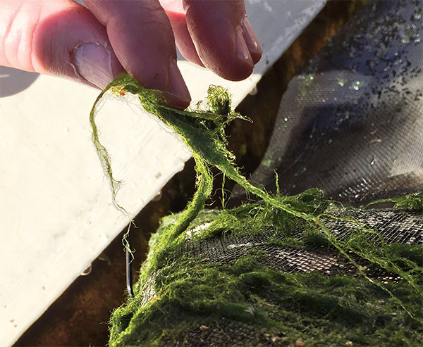 Image of a hand holding seaweed