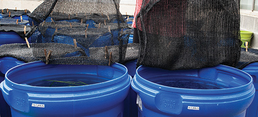Two black nets hanging over large buckets full of water and live celery.