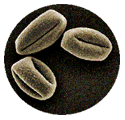 oak pollen - similar to red blood cells