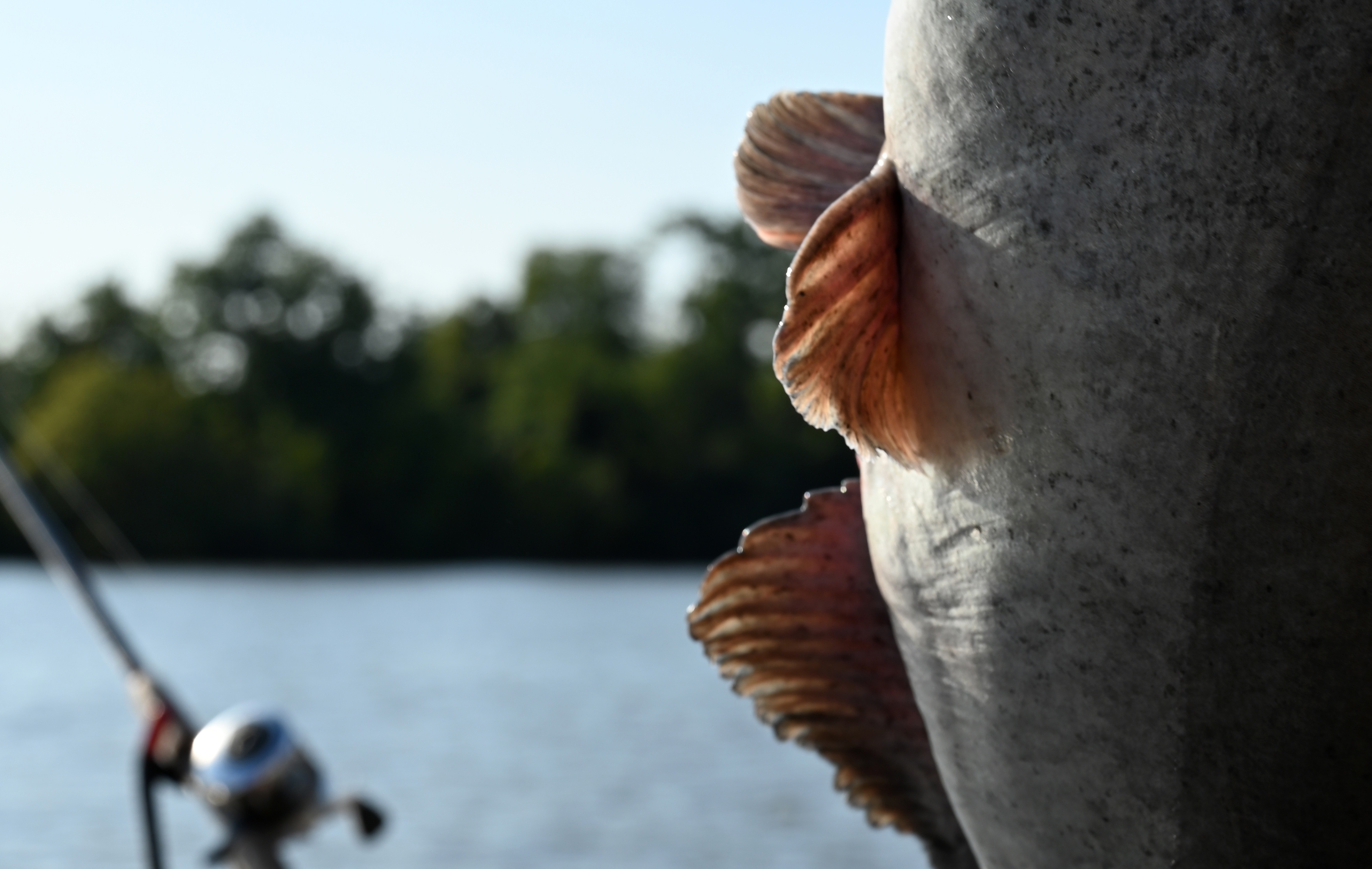 The belly of a blue catfish is held up, with a shoreline and water behind the boat.