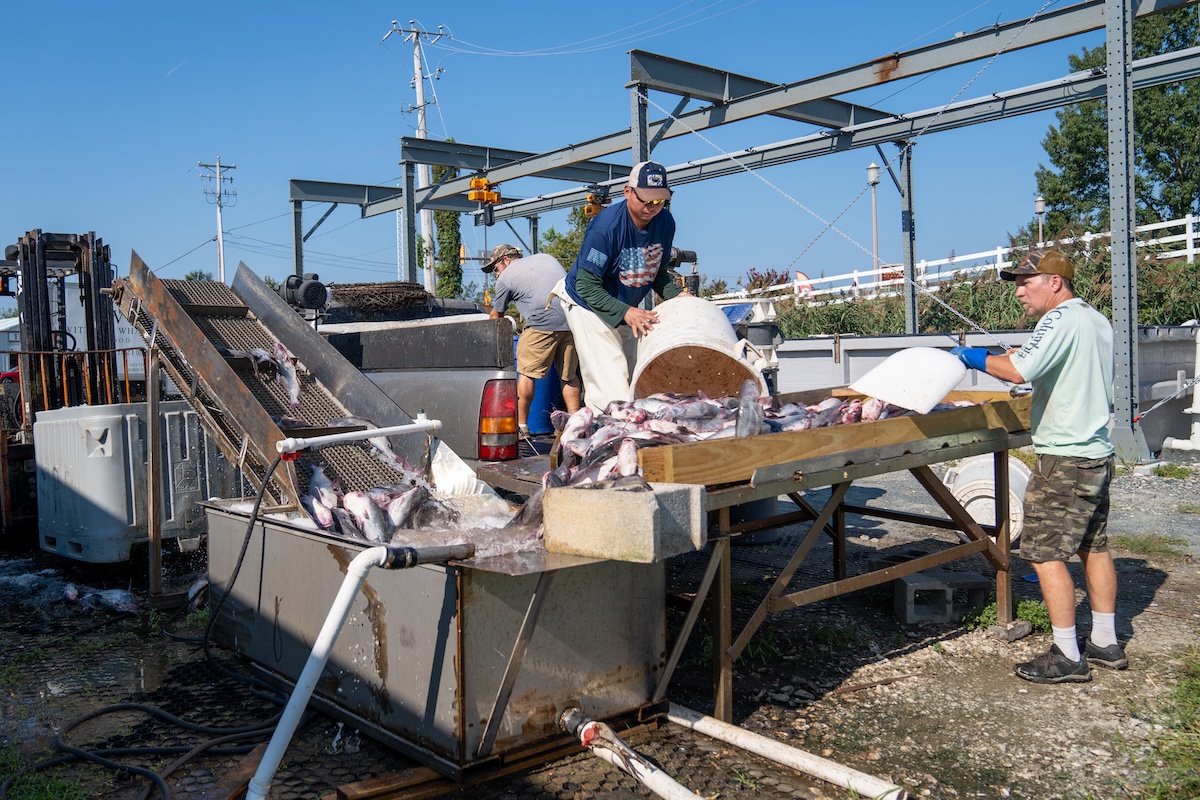 Three people unloading blue catfish from truck