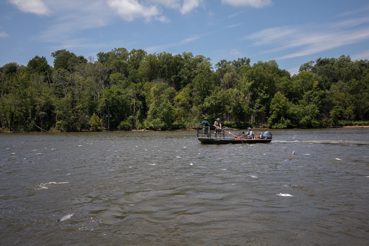 Fishing boat surrounded by electrofished catfish