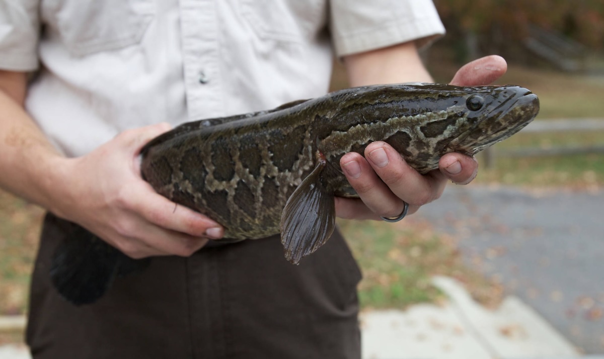 Person holding a Northern snakehead