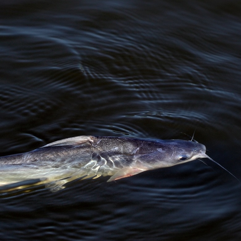 blue catfish swimming in water