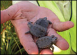 Three terrapin hatchlings in a hand