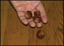 American chestnut leaves by Jack Greer