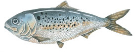 Chesapeake Quarterly Volume 10 Numbers 2 & 3: Food Fish Fight: Where ...