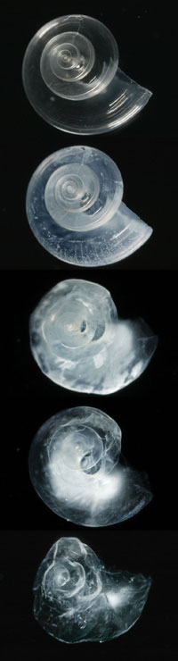 Dissolving pteropods by David Liitschwager, National Geographic Images