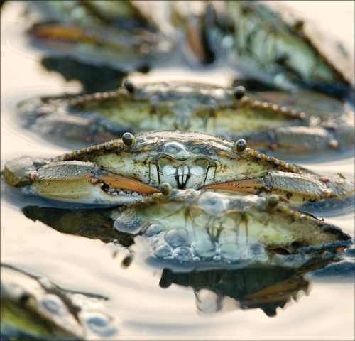Why the Chesapeake Bay's Beloved Blue Crabs Are at an All-Time Low - Inside  Climate News