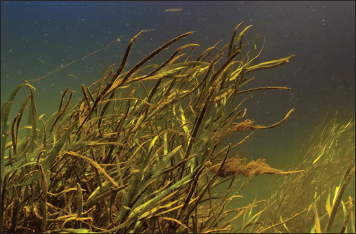 An underwater fisheye-lens shot gives a dramatic view of bay grasses and a fisherman in the Susquehanna Flats. In recent years underwater grassbeds have suddenly expanded across the Flats, the broad, shoal-like shallows at the head of the Chesapeake Bay. Grass species returning to the Flats include redhead grass, coontail, watermilfoil, water stargrass, and wild celery. Credit: Octavio Aburto.