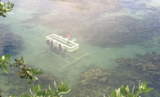 ACT field station on a coral reef in Hawaii. Photograph, Alliance For Coastal Technologies