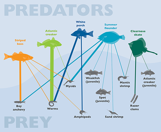 amount of prey species vs predator species